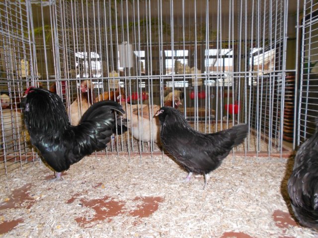 Stammschau 2012 (54)